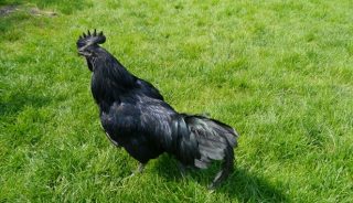 Cemani, Ras Ayam Super Mahal yang Terkenal Akan Mistisnya - Boombastis