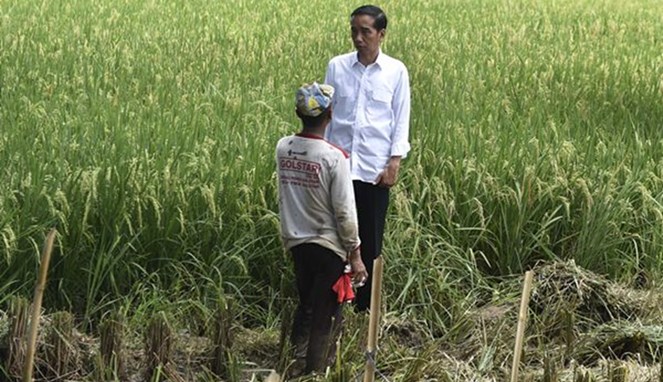 Pak Jokowi blusukan ke sawah [Image Source]