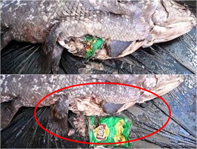 Isi perut dari ikan purba, penuh sampah. Photo by: Instagram/natgeoindonesia