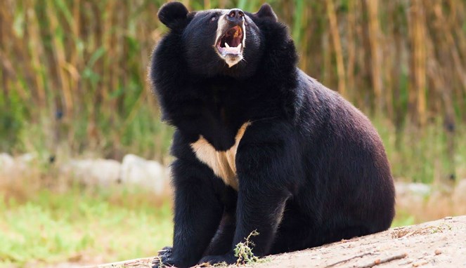 Ilustrasi beruang hitam yang marah [Image Source]