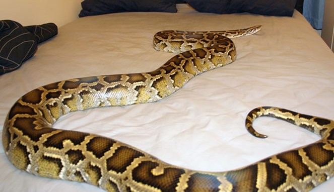 Ilustrasi ular besar [Image Source]
