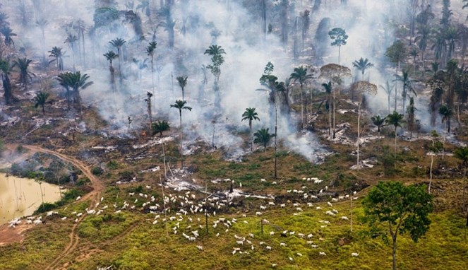 Kebakaran hutan yang membuat hewan-hewan berlarian [Image Source]