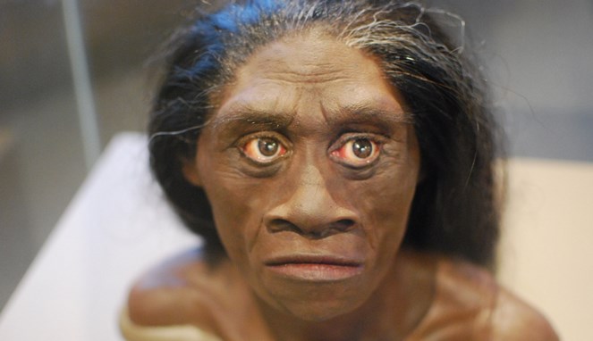 Penyebab punahnya Homo Floresiensis [Image Source]