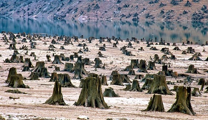 Pohon yang ditebang tanpa ampun [Image Source]