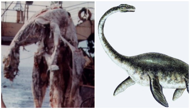 Plesiosaurus yang ditemukan nelayan Jepang [Image Source]