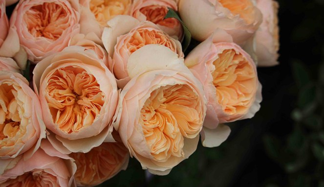 Juliet Rose, Mawar Termahal di Dunia yang Harga Per Tangkainya Bikin Nangis  - Boombastis