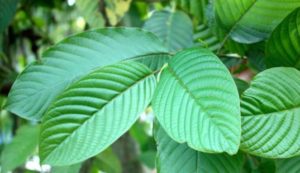 Mengenal Sangarnya Kratom Tanaman Asli Borneo Yang Bisa Bikin Orang Berhalusinasi Boombastis