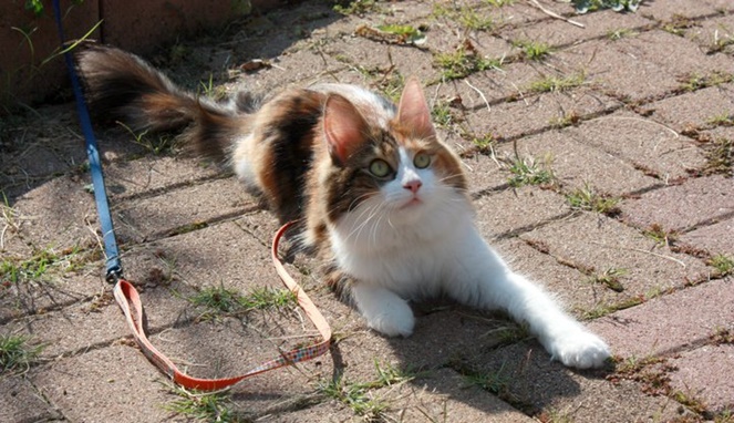 Kucing anggora betina bulu putih coklat. Sumber gambar Wikimedia Commons TiffanyHaefliger