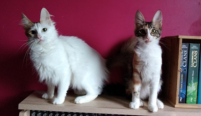 Kucing anggora betina bulu putih. Sumber gambar Wikimedia Commons Vinydeluz