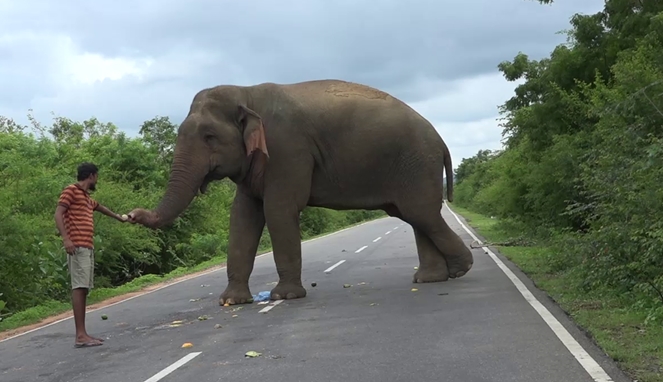 Ada Gajah Terobos Rumah Warga, Bikin Ngakak Sekaligus Memilukan. Ini