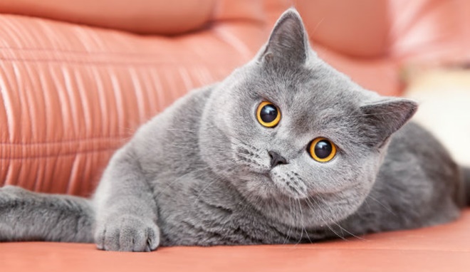 British shorthair cat store harga