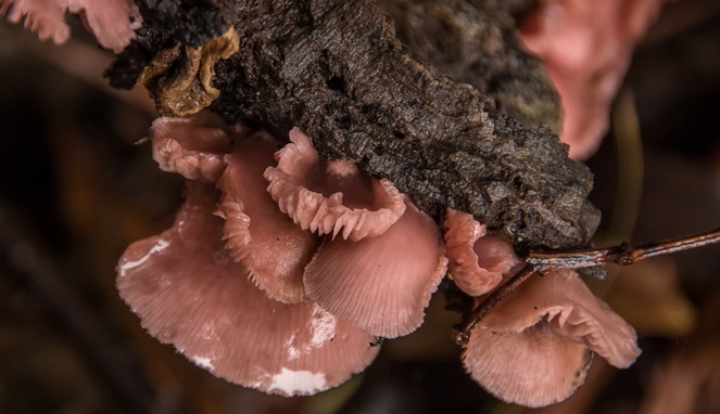 Ilustrasi jamur berwarna merah muda. [Sumber Gambar]
