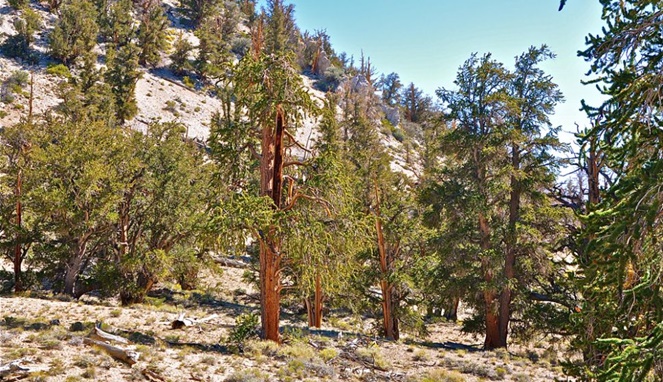 Pegunungan bebatuan tempat hidup pohon tertua di dunia. [Sumber Gambar]