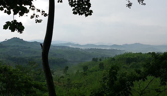Pemandangan Alas Gumitir di Banyuwangi. [Sumber Gambar]