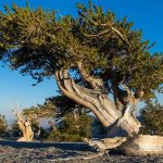 Pinus bristlecone atau The Great Basin Bristlecone Pine adalah salah satu pohon tertua di dunia. [Sumber Gambar]