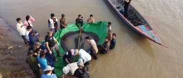 Ikan air tawar terbesar ditemukan di Sungai Mekong, Kamboja. [Sumber Gambar]