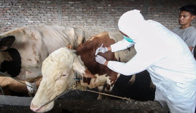 Ilustrasi sapi ternak sedang divaksinasi PMK. [Sumber Gambar]