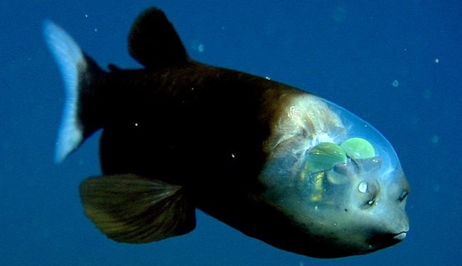 Barreleye fish punya kepala yang berisi cairan. [Sumber Gambar]