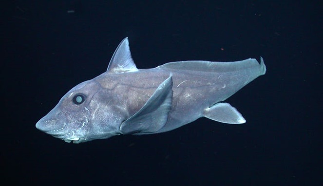 Chimaera disebut juga sebagai hiu hantu. [Sumber Gambar]