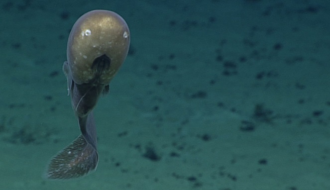 Cusk eel adalah belut laut yang tak punya wajah. [Sumber Gambar]