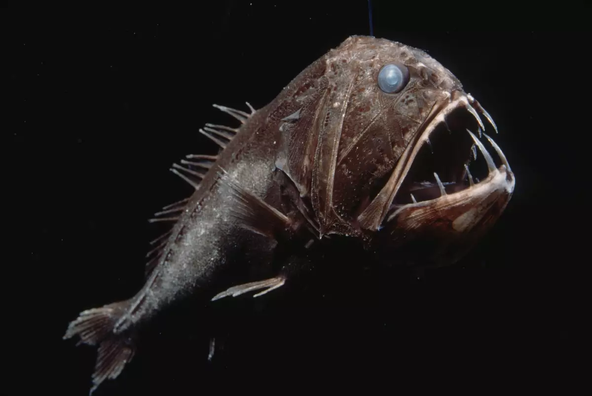 Fangtooth fish punya gigi setajam taring. [Sumber Gambar]