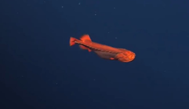Whalefish adalah ikan paus berwarna oranye. [Sumber Gambar]