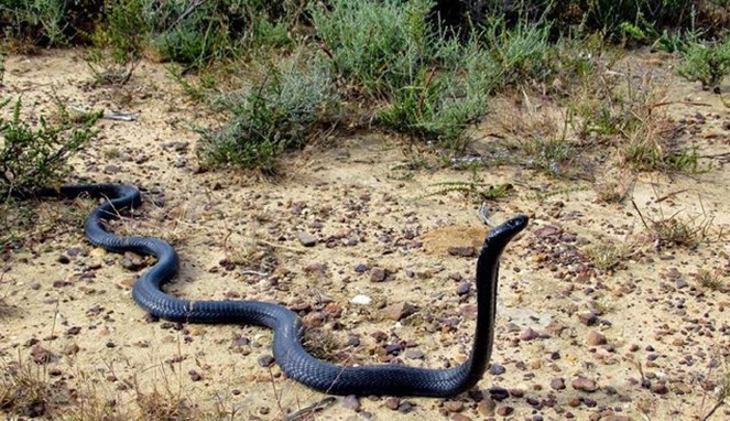 Pawang digigit ular kobra meninggal