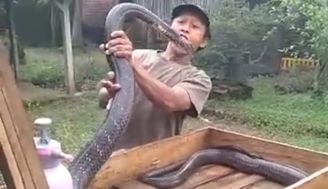 Pawang digigit ular kobra meninggal