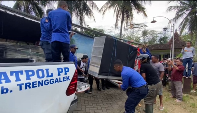 Pawang digigit ular kobra meninggal