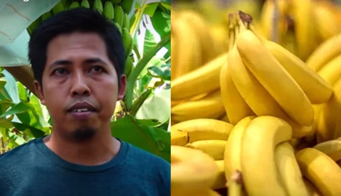 Jamaludin budidayakan pisang cavendish